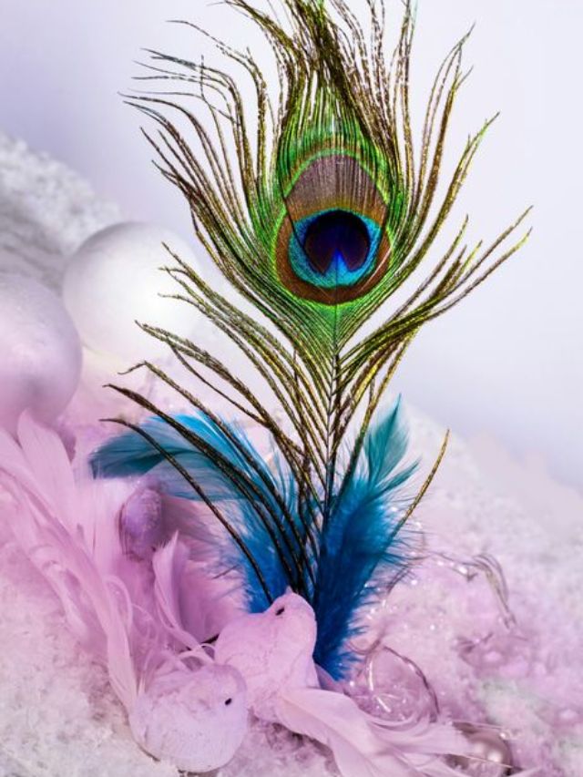 Divine Natural Peacock Feather – Symbol of Prosperity & Positivity A beautifully detailed natural peacock feather with vibrant green, blue, and gold hues, placed elegantly with decorative elements in the background
